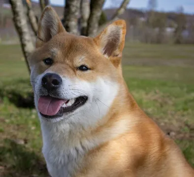 用户使用YY体育APP